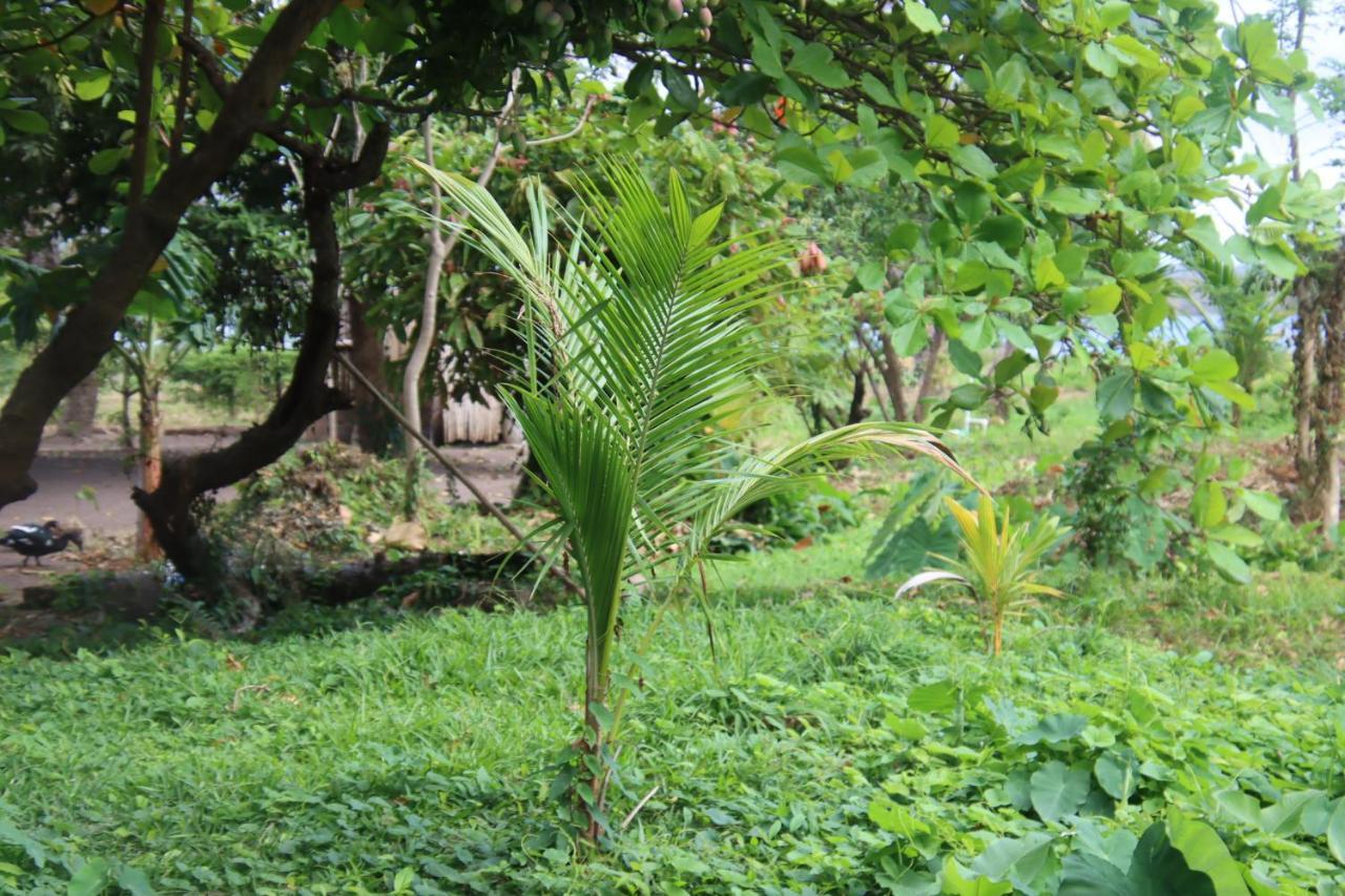 ホテル La Sirenita - Ometepe Altagracia エクステリア 写真