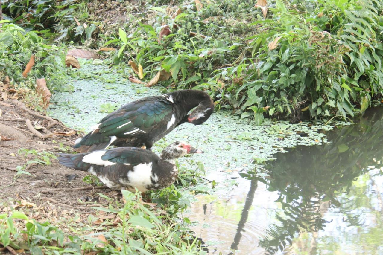 ホテル La Sirenita - Ometepe Altagracia エクステリア 写真