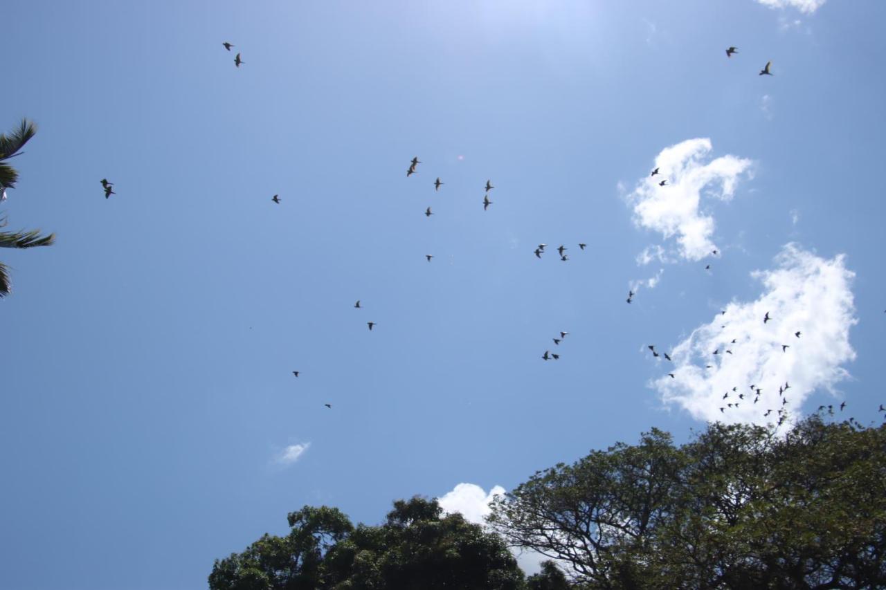 ホテル La Sirenita - Ometepe Altagracia エクステリア 写真