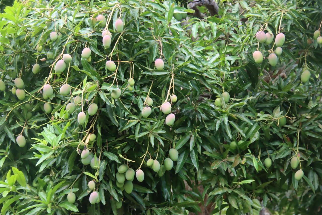 ホテル La Sirenita - Ometepe Altagracia エクステリア 写真