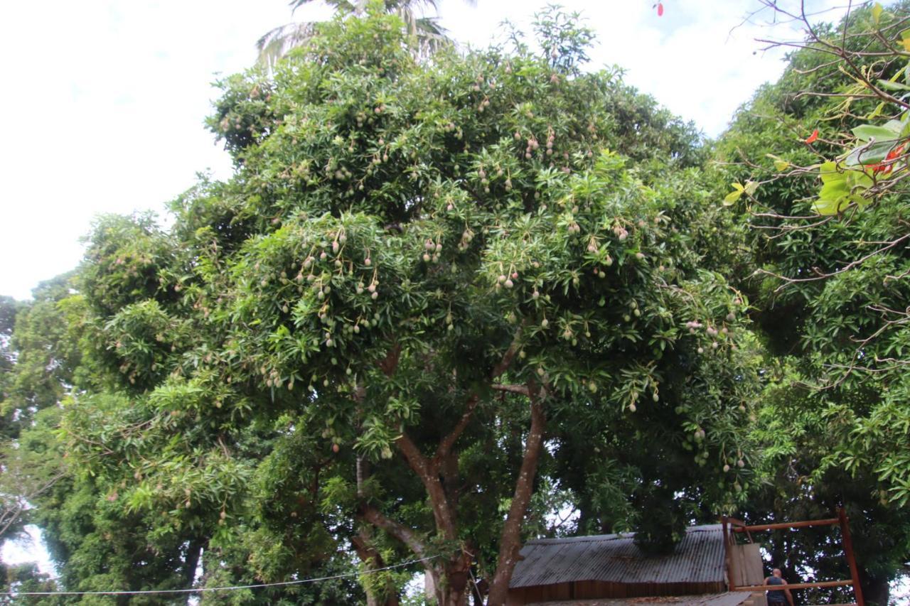 ホテル La Sirenita - Ometepe Altagracia エクステリア 写真