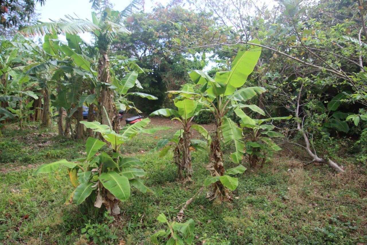 ホテル La Sirenita - Ometepe Altagracia エクステリア 写真