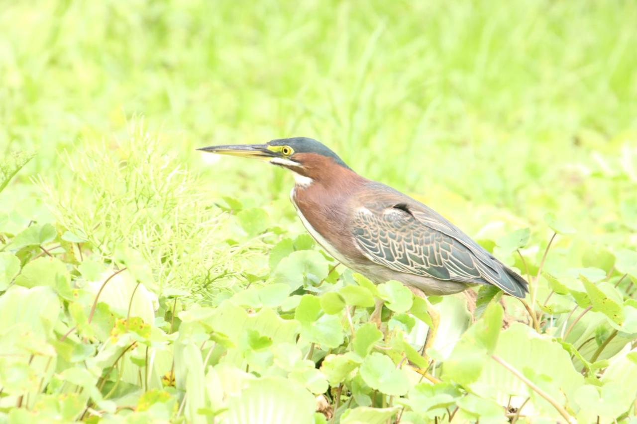 ホテル La Sirenita - Ometepe Altagracia エクステリア 写真