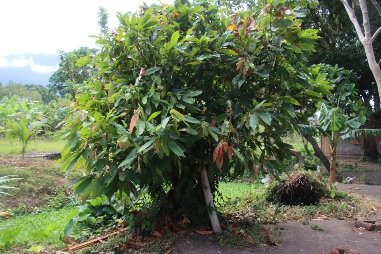 ホテル La Sirenita - Ometepe Altagracia エクステリア 写真